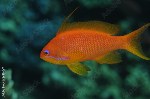 poisson-rouge-anthais © delphine bonnon