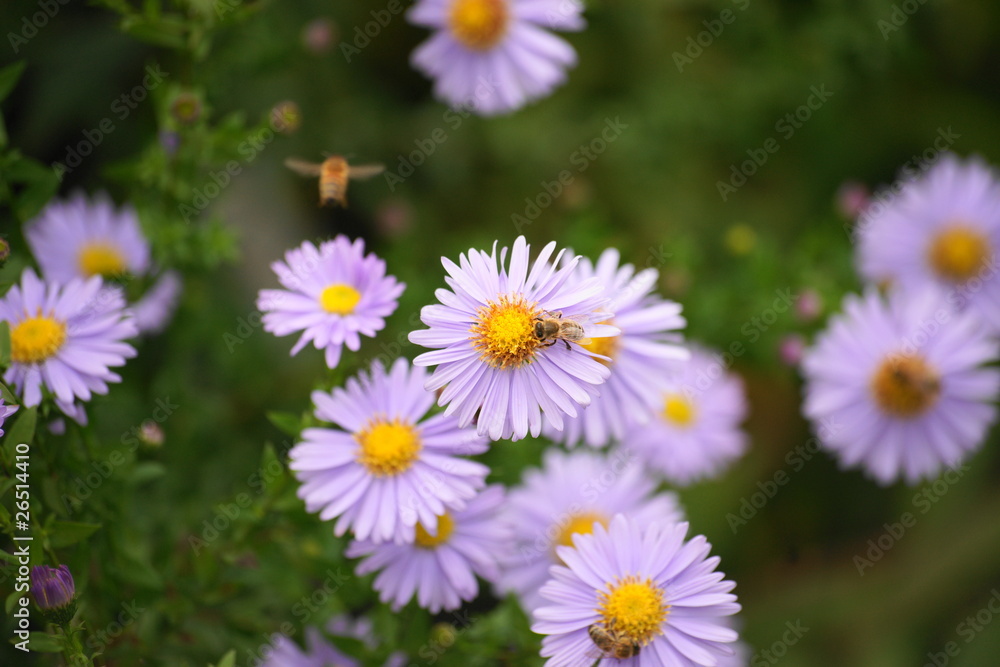 Neubelgische Aster