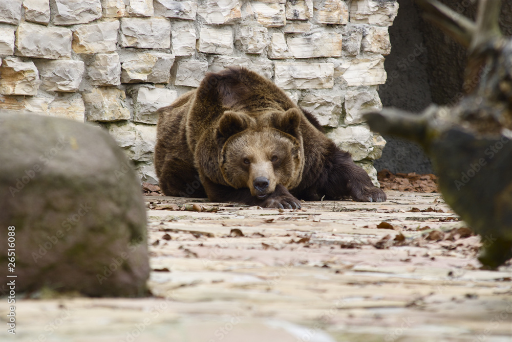 Fauler Bär StockFoto Adobe Stock