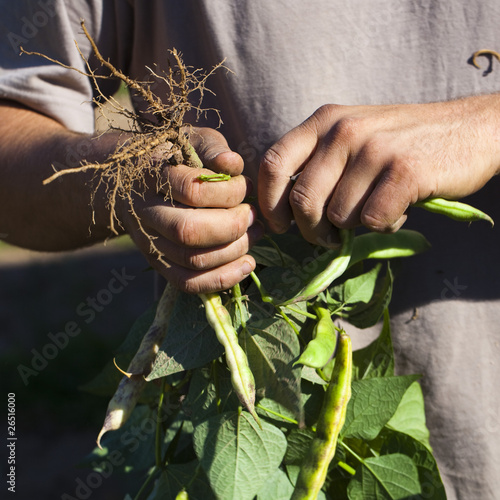 Bild auf Leinwand mains d'agriculteur récoltant des pois