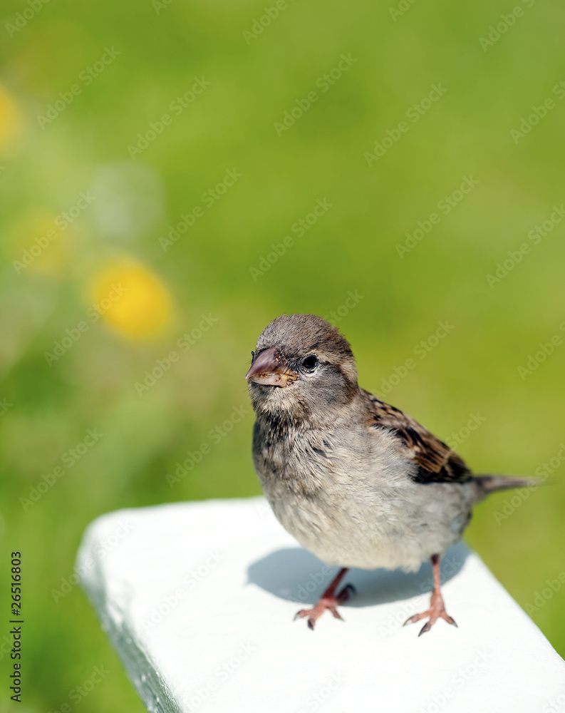 Obraz premium Titmouse