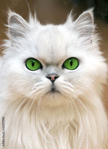 Wallpaper Mural Green Eyes Torontodigital.ca