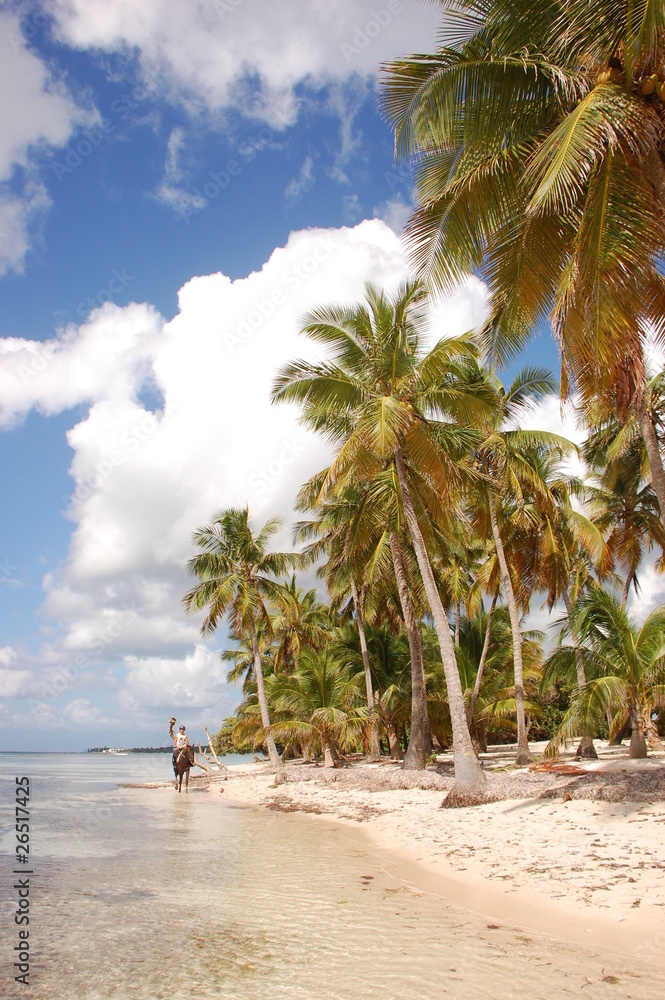 Obraz premium Le cheval sur la plage