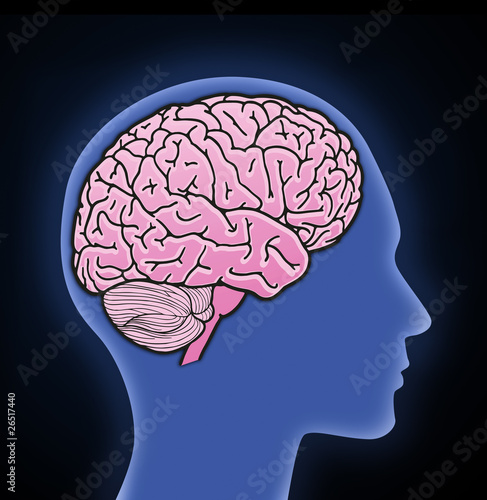 Illustration of human brain