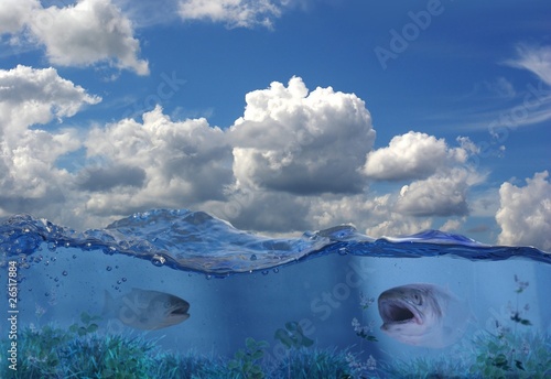 salmons under water photo