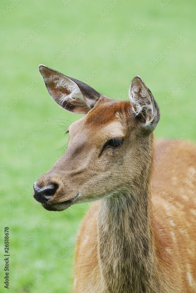 Deer portrait