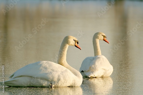 Romantic swans on the lake in the rays of the setting sun