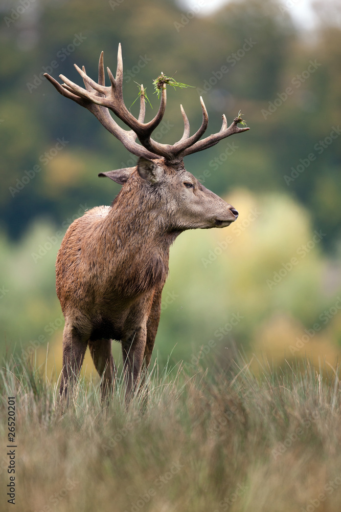 cerf bois forêt animal cervidé brame reproduction cors plaine