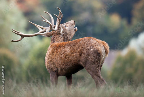 cerf brame bois cors brame forêt plaine cervidé mammifère ani photo