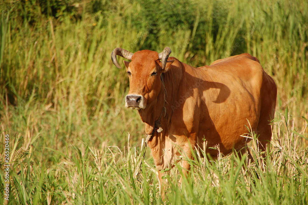 La vache