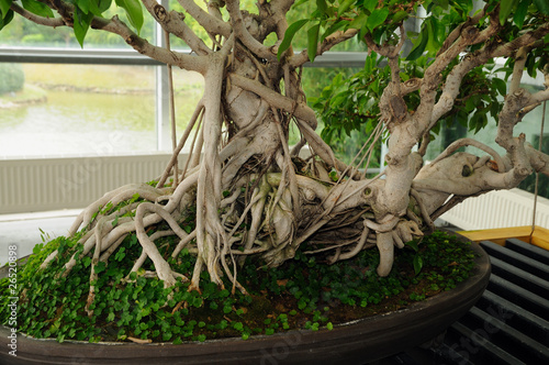 racine de bonsaï ficus retusa (figuier)