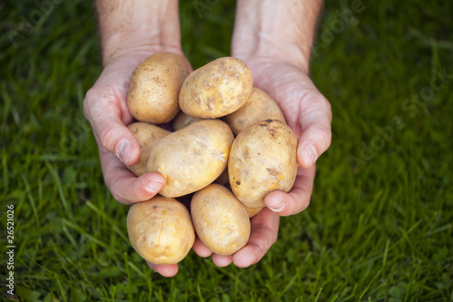 Świeże ziemniaki na dłoniach farmera