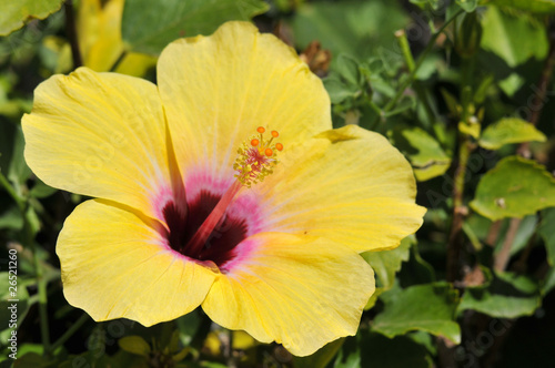 Obraz na plátně Fleur jaune d'hibiscus rosa sinensis