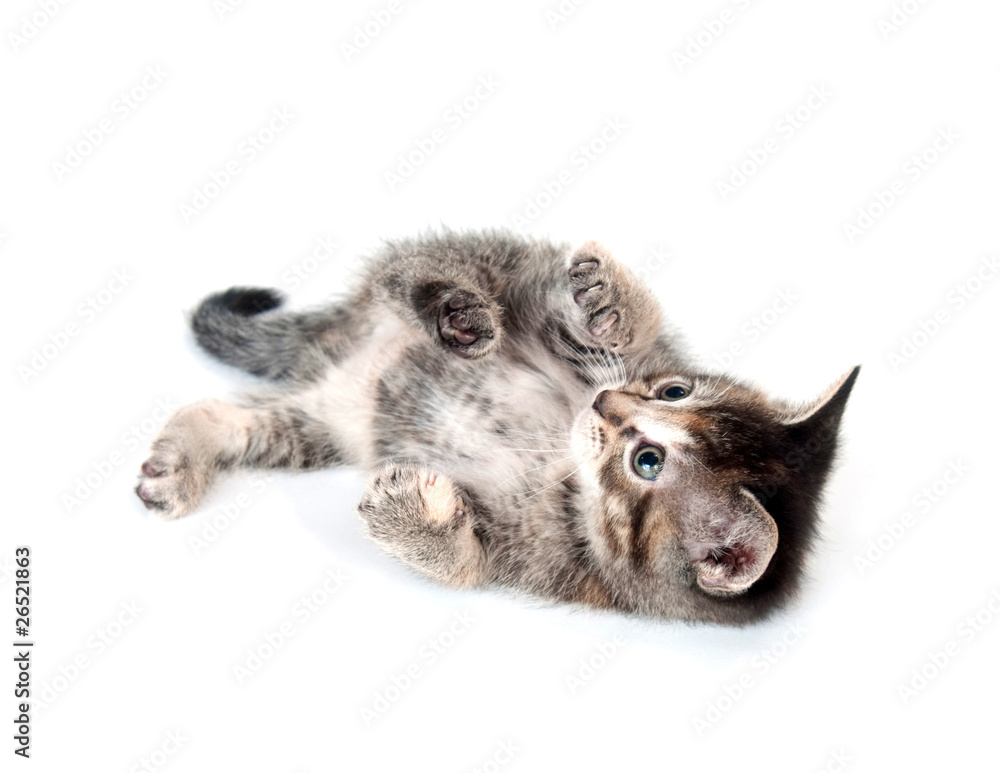 Obraz premium Kitten rolling and playing on white background