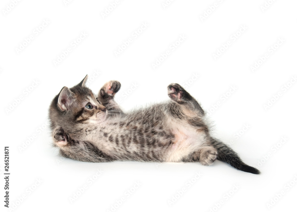 Kitten rolling and playing on white background Kitten rolling and playing on white background
