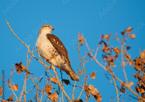 Hawk perched in tree