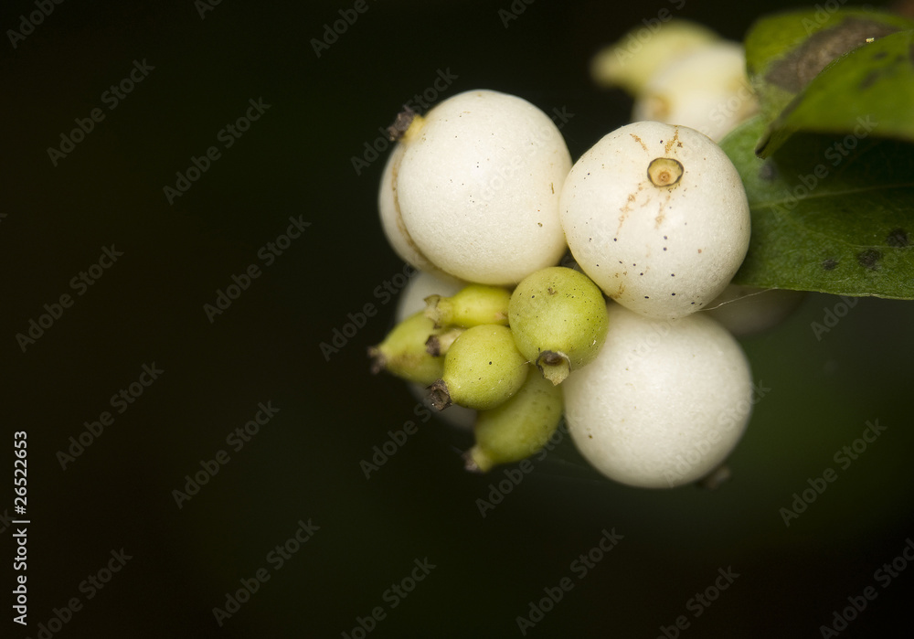 Śnieguliczka biała, białojagodowa Symphoricarpos albus
