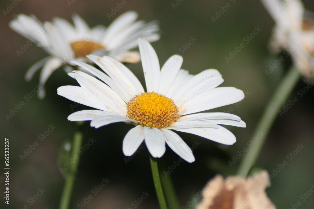 Fototapeta premium Daisy