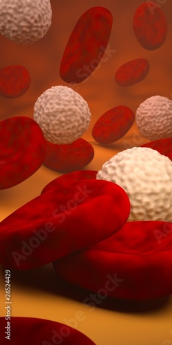 Bilde på lerret Red and white blood cells in a blood vessel