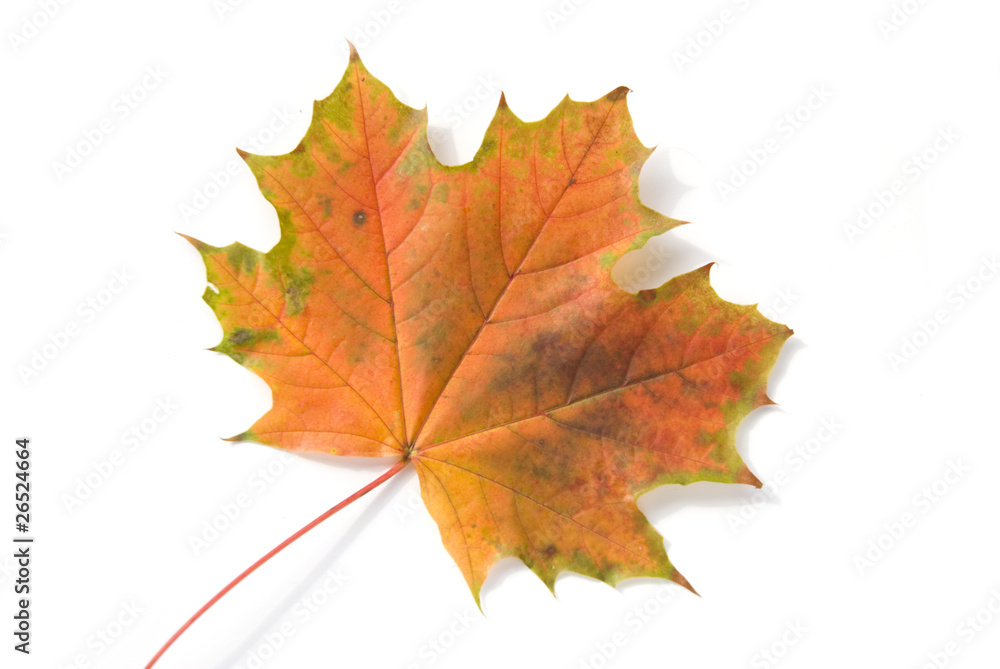 Shot of colorful autumn leafs over white background. Shot of colorful autumn leafs over white background.