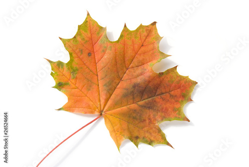 Shot of colorful autumn leafs over white background.