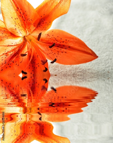 Fototapeta Naklejka Na Ścianę i Meble -  Lys et Reflets