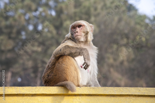 Rhesus monkey in Swayambhunath, Kathmandu.