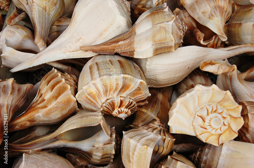 Lightning whelk shells (Busycon perversum) photo