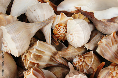 Lightning whelk shells (Busycon perversum) photo