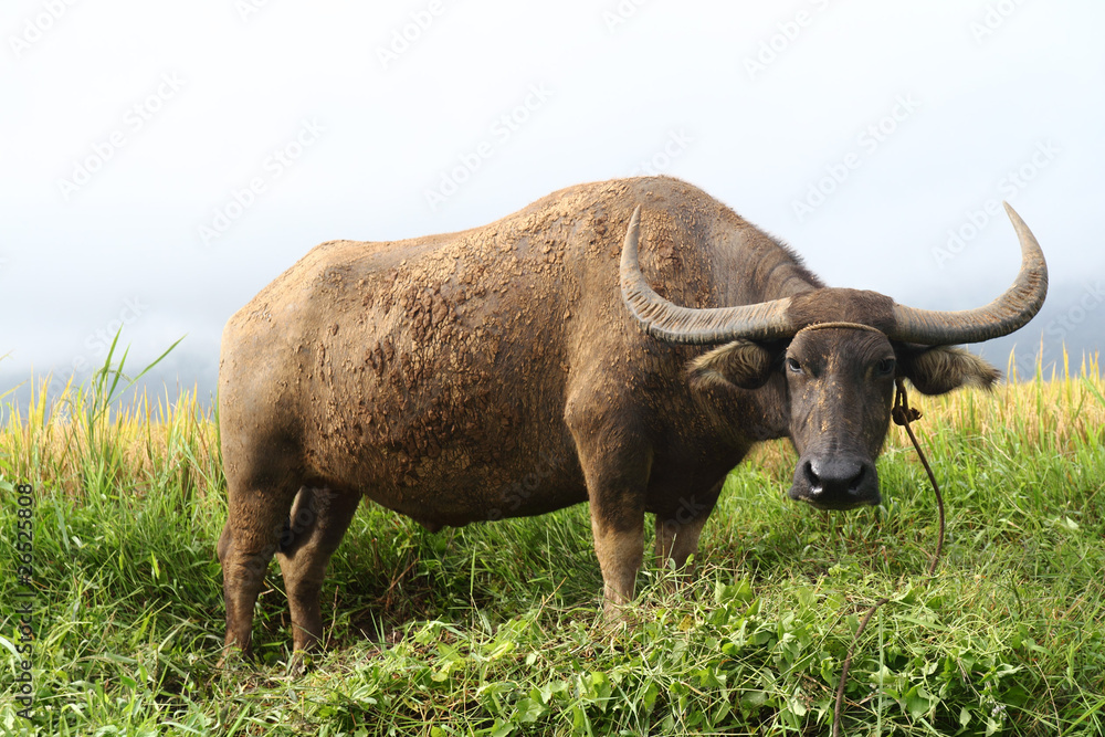 carabao