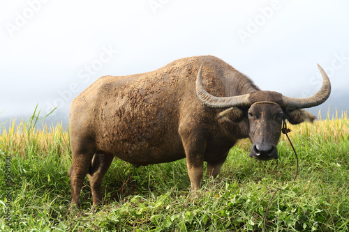 Obraz na plátně carabao