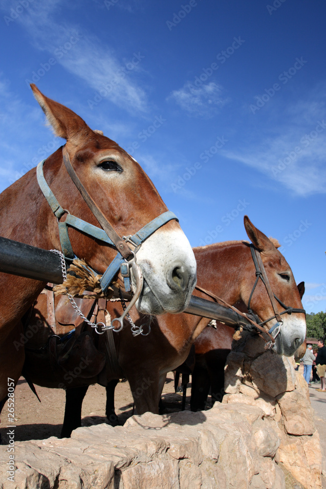 Mule at the Grand Canyon National Park.. Mule at the Grand Canyon National Park..