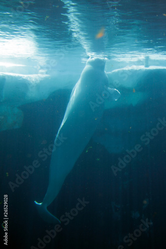 White Beluga Whale .. Fototapet