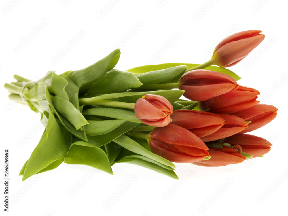 Bunch Of Tulips Bunch Of Tulips