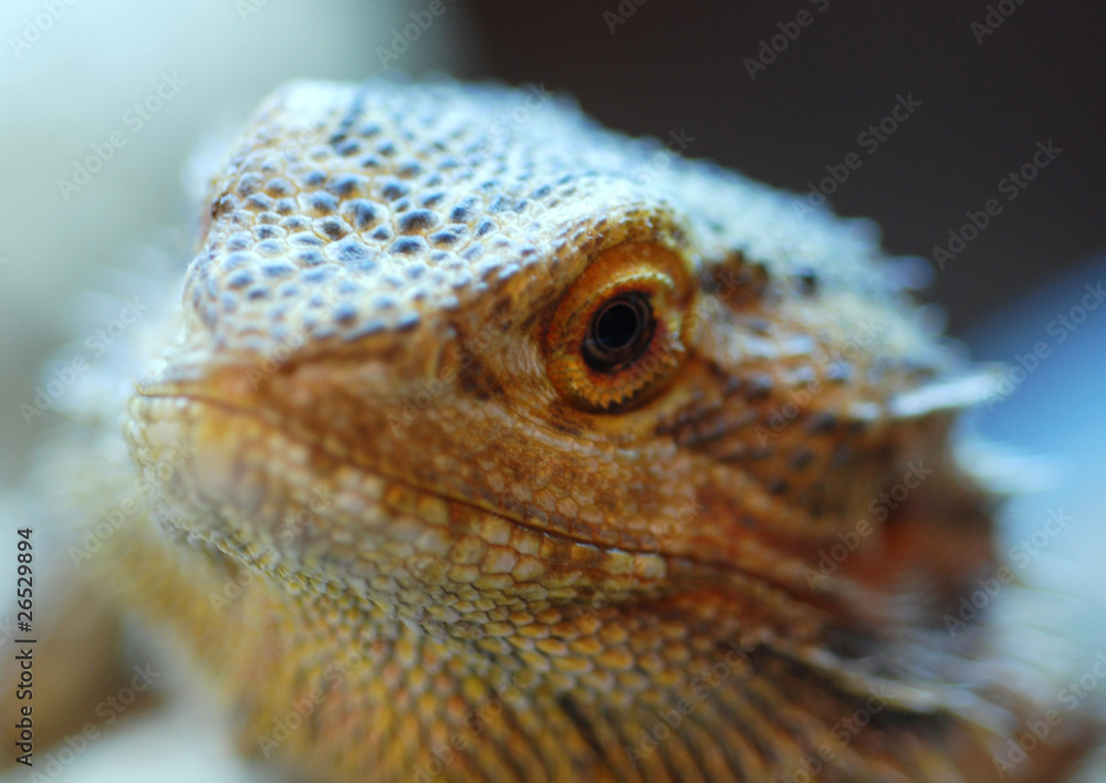 Fototapeta premium Bearded