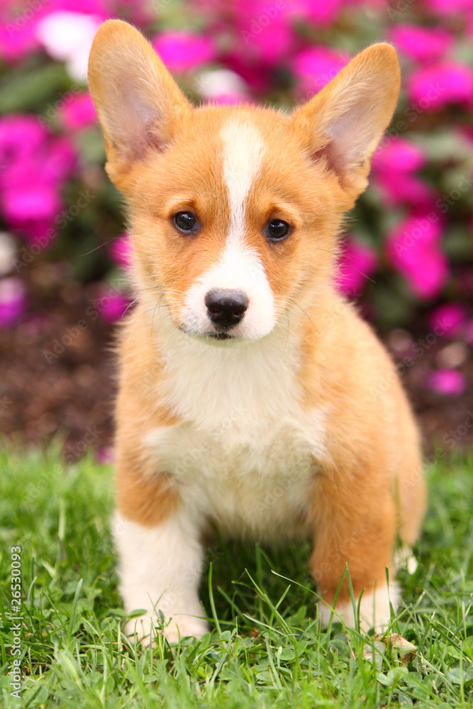 Welsh Corgi Sitting in Grass Welsh Corgi Sitting in Grass