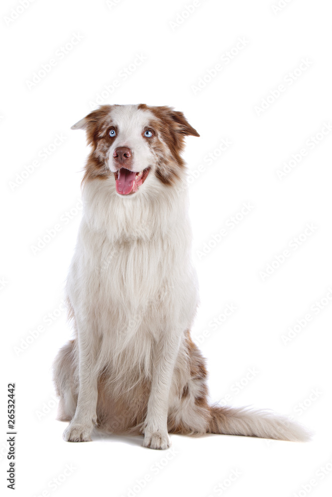 Border collie dog sitting, isolated on a white background Border collie dog sitting, isolated on a white background