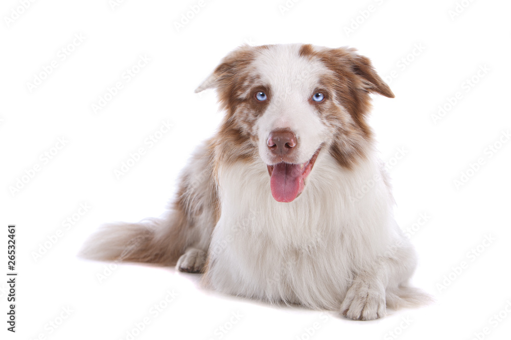 Front view of border collie dog panting Front view of border collie dog panting