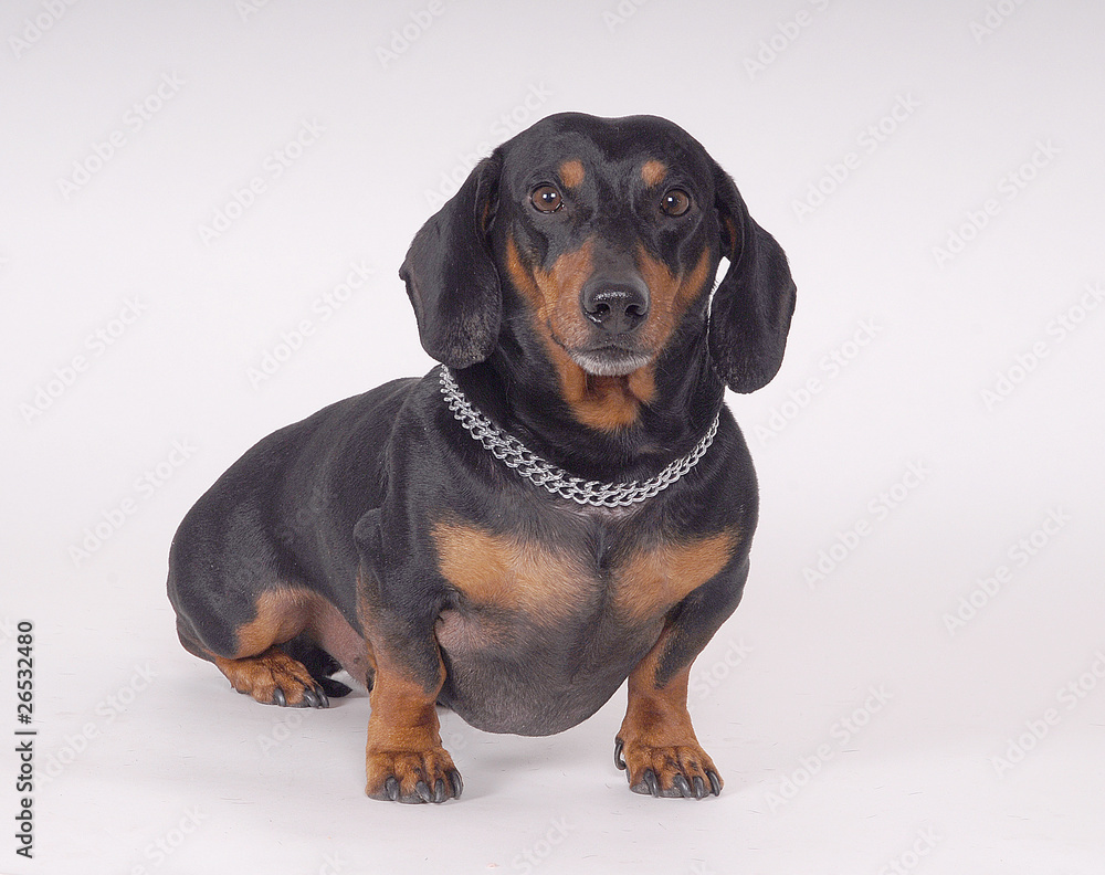 Fototapeta premium CANE BASSOTTO.