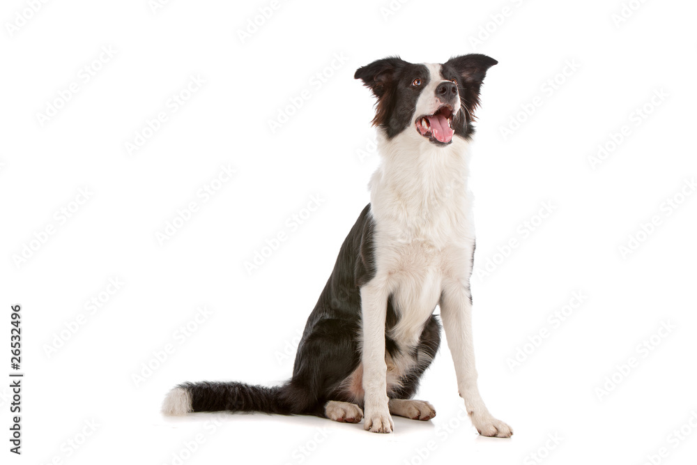 Border collie dog sitting and looking up