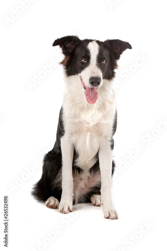 Fototapeta Naklejka Na Ścianę i Meble -  Black and white border collie dog sticking out tongue