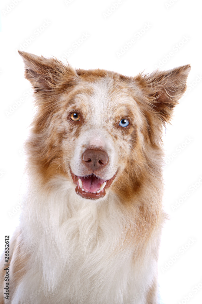 Head of border collie dog isolated on a white background Head of border collie dog isolated on a white background