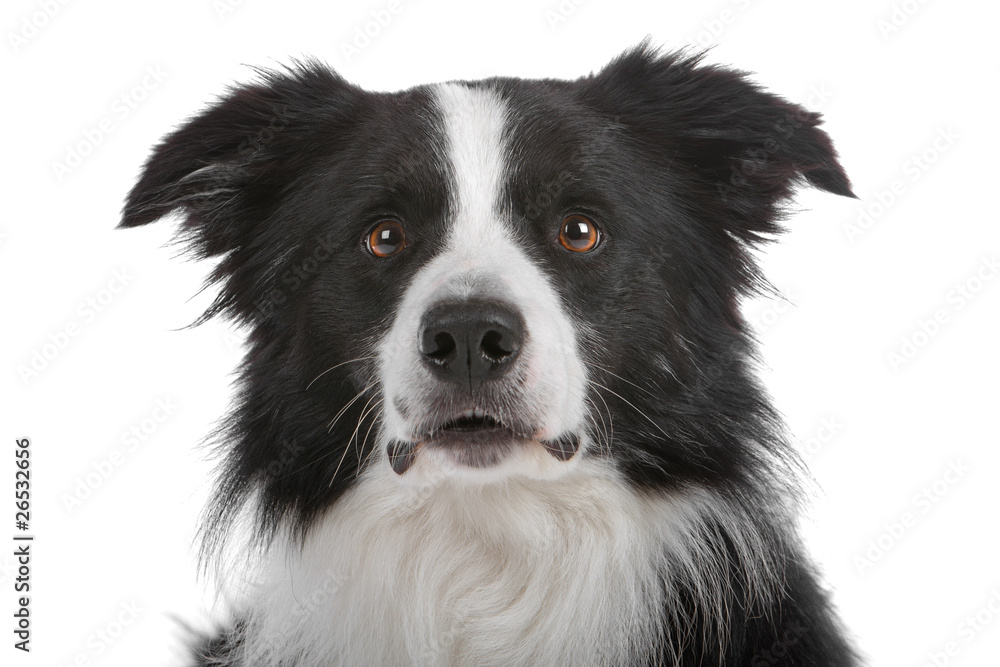 Head of border collie dog isolated on a white background