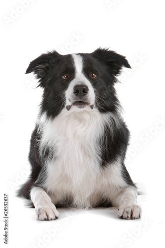 black and white border collie dog lying on a white background