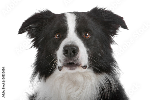 Fototapeta Head of border collie dog isolated on a white background