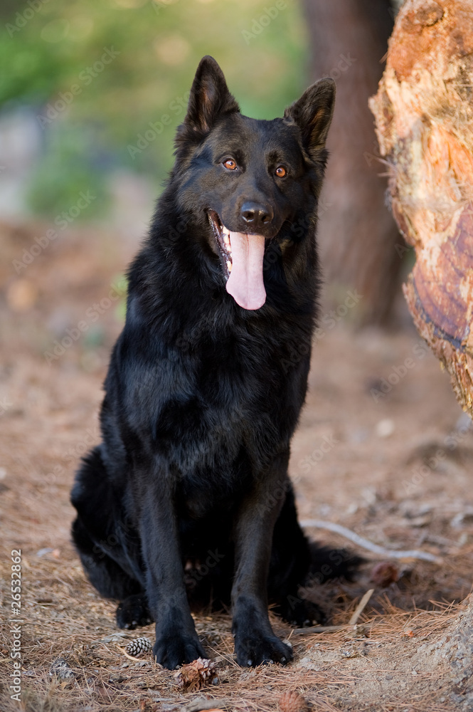 Black german shepherd Black german shepherd