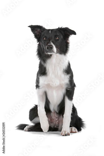 Front view of border collie dog sitting isolated on white