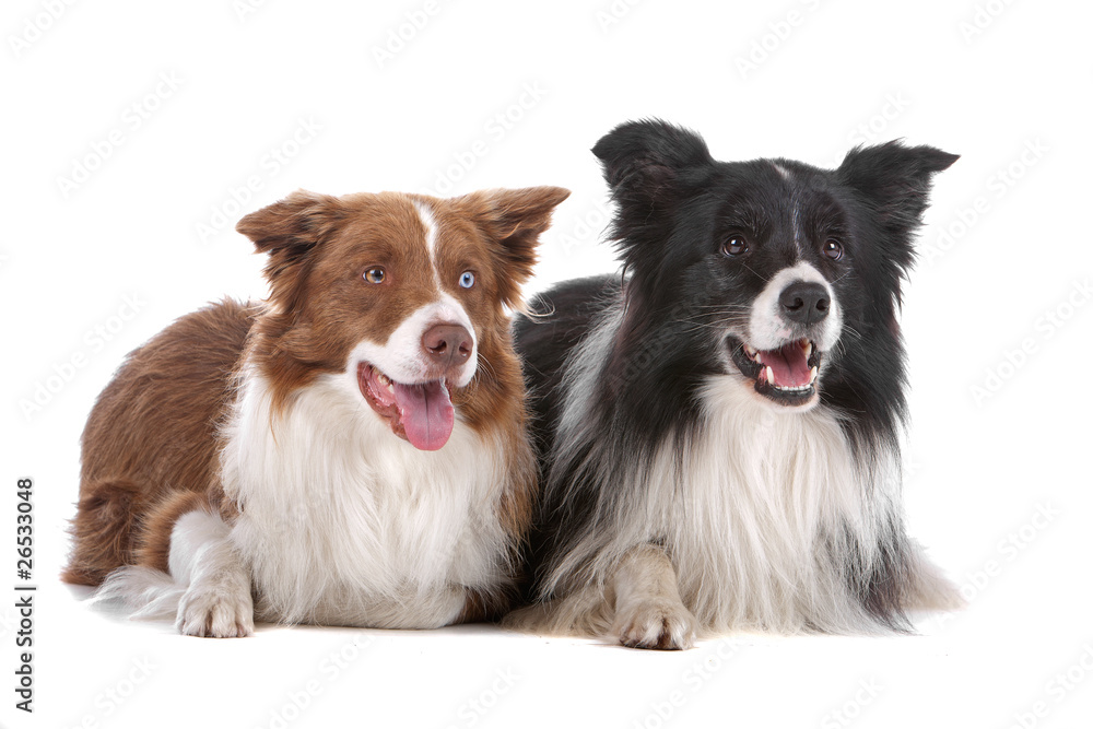 Two cute border collie dogs lying on the floor Two cute border collie dogs lying on the floor