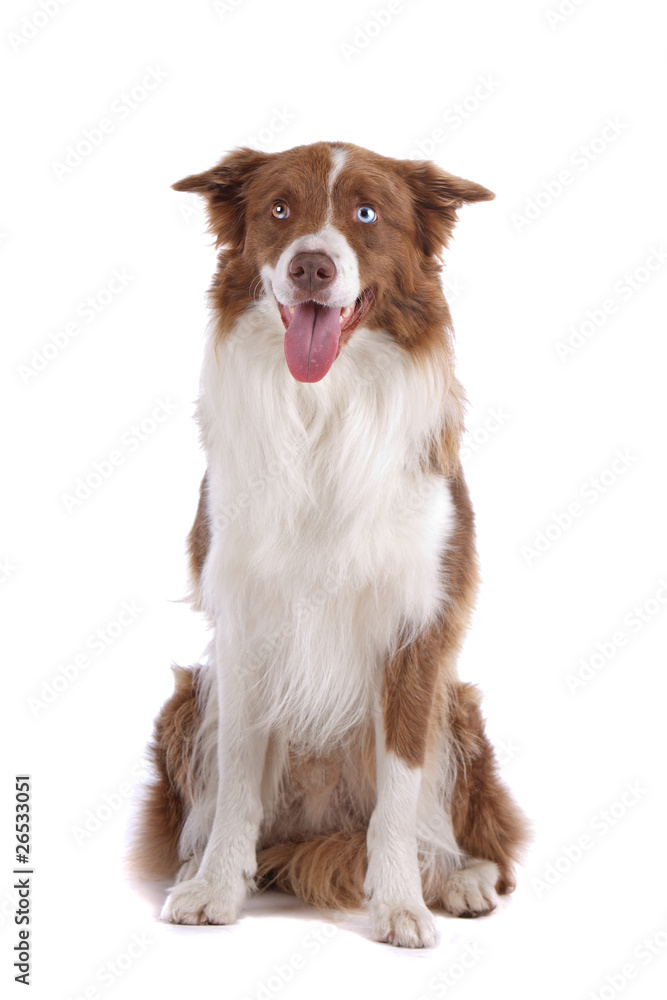 Brown and white border collie dog isolated on a white background - obrazy, fototapety, plakaty 