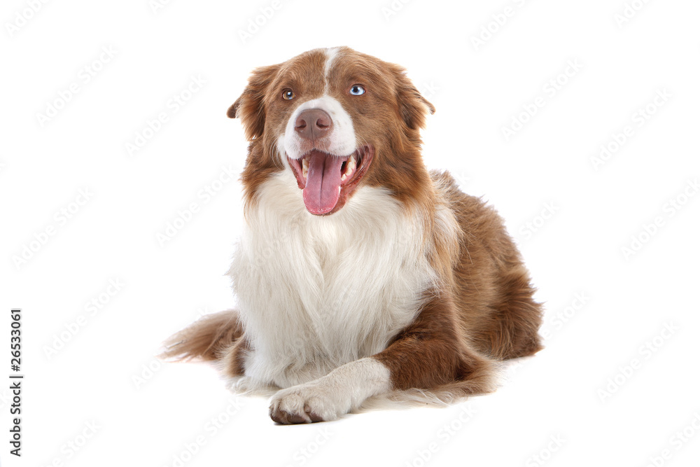 Brown and white border collie dog isolated on a white background